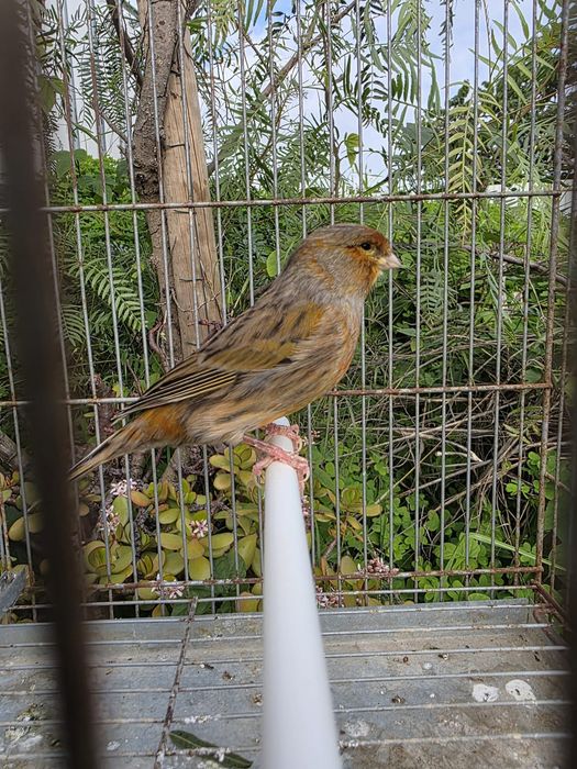 Canários 2025, FÊMEAS e MACHOS