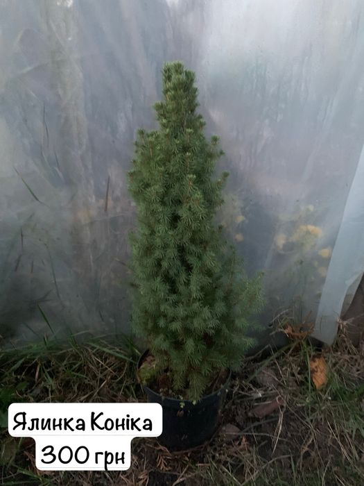 Туі різних видів