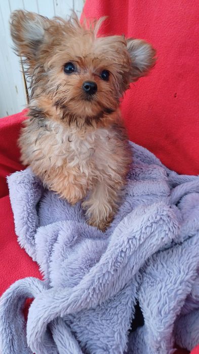 Міні хлопчик -йоркширський тер'єр.