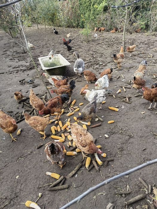 Koguty sprzedam Duży wybór