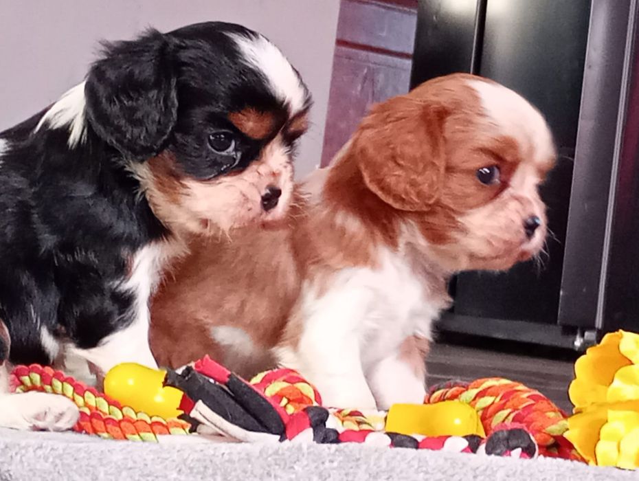 Cavalier king charles spaniel szczenię