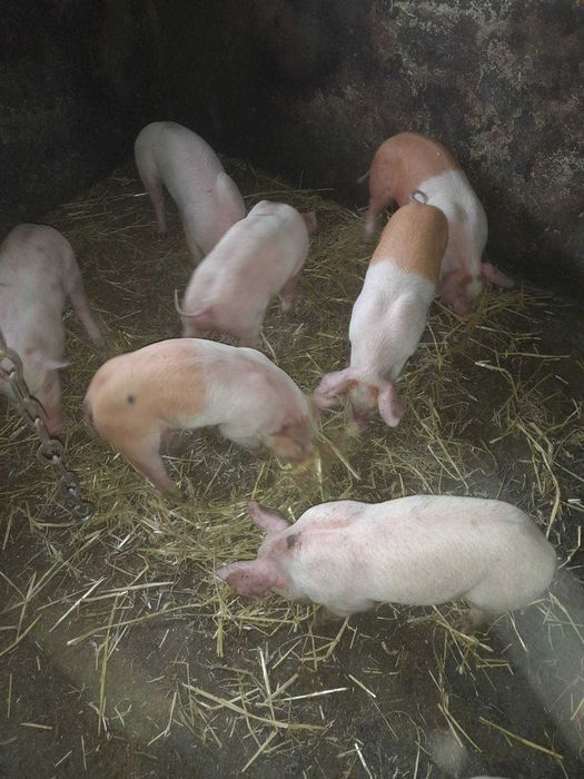 Продам поросят !