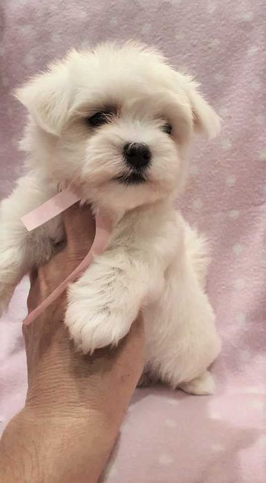 Maltańczyk mini piesek. Pełna dokumentacja.