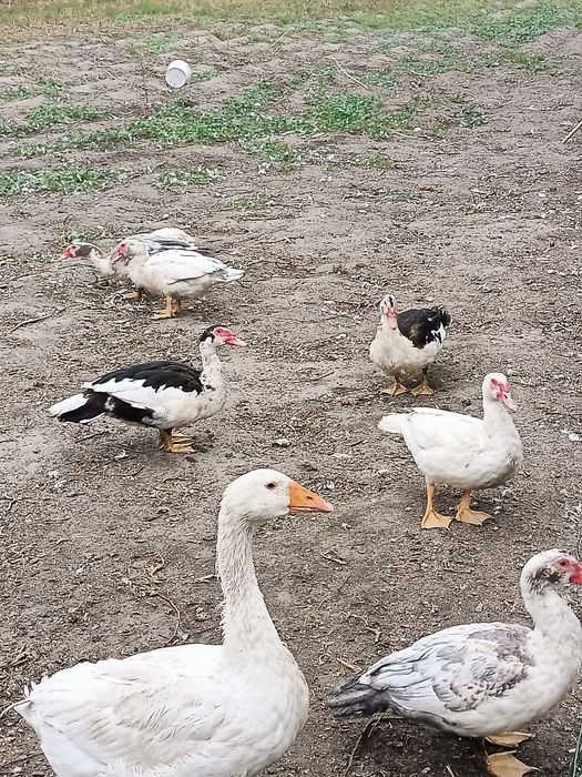 Witam sprzedam, gęsi i kaczki