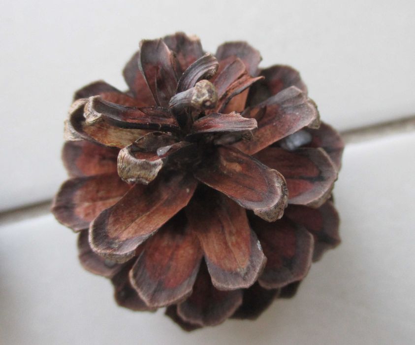 Saco com 180 Pinhas de Pinheiro Aleppo para Decoração