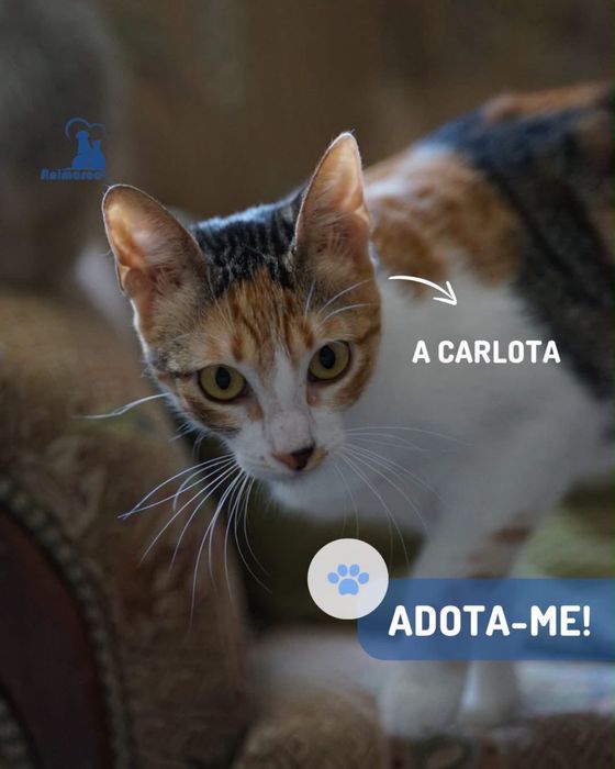 Carlota - Gata para adoção