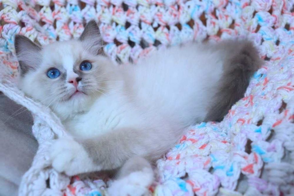 Очень милый и красивый котёночек Ragdoll//Регдолл в красивом окрасе