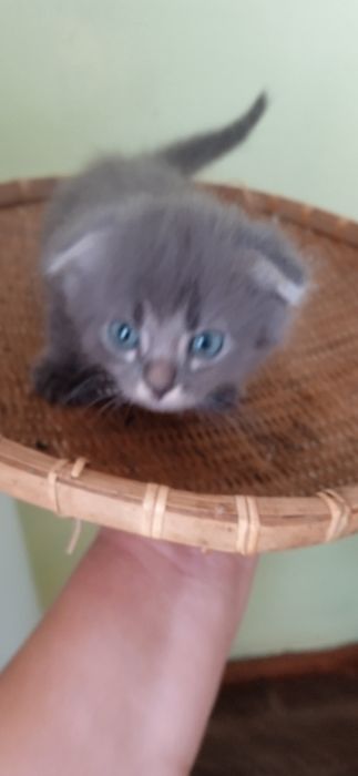 Котешенята шукають нових друзів.
