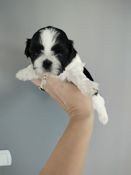 Suczka Shih Tzu gen czekolada