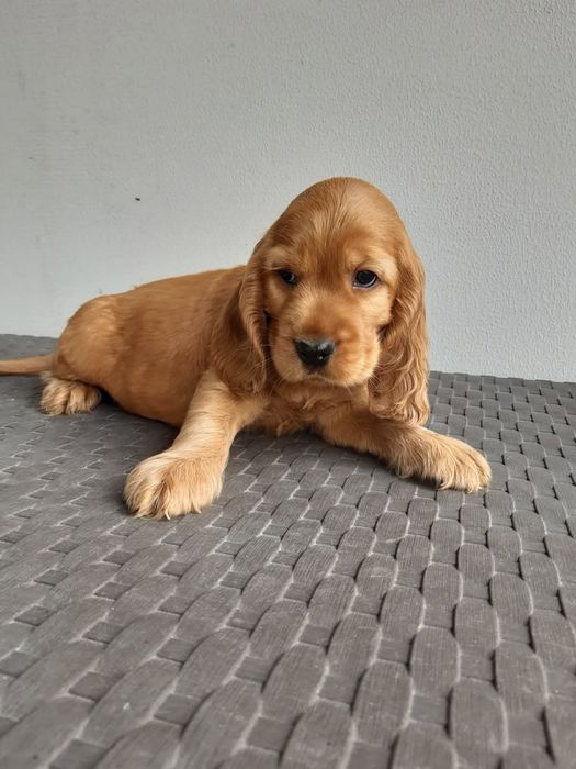 Sprzedam Cocker Spaniela