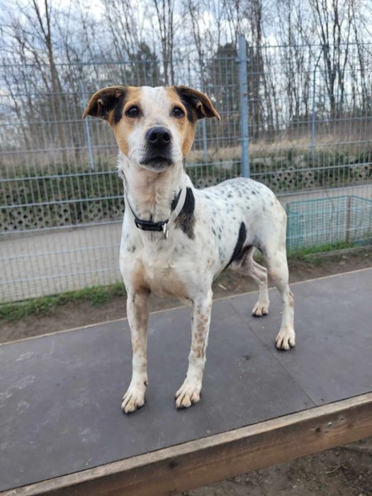 Hortex-psiak o wyjatkowym umaszczeniu szuka domu!