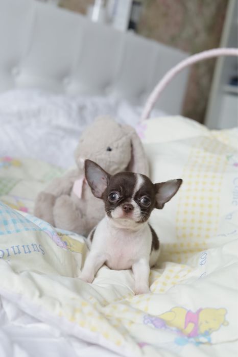 Реальний міні хлопчик