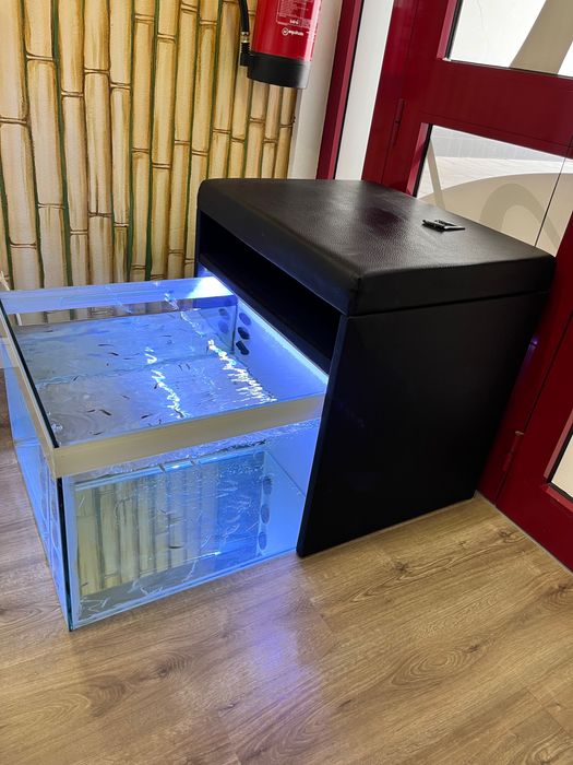 Aquário com banco e peixes medicinais