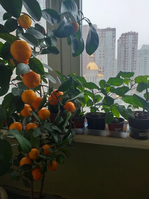 Мандарины, апельсины, лимоны, финик гранат