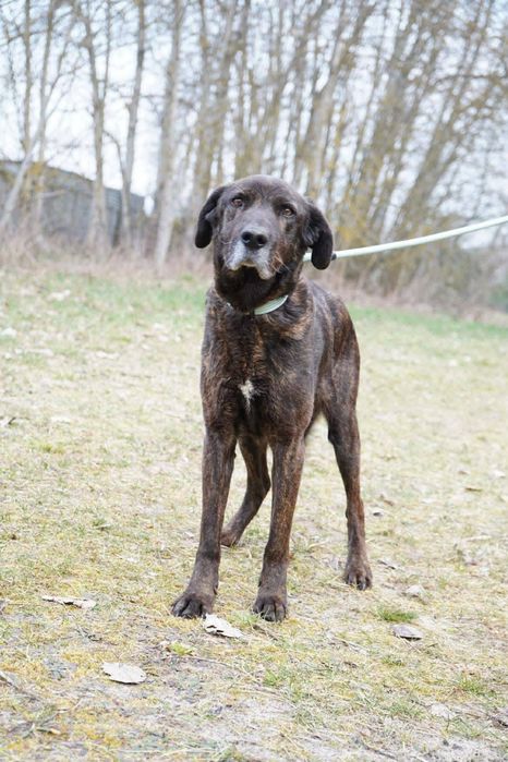 Cudowna suczma poleca sie do adopcji