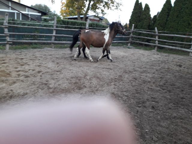 Klaczka huculska srokata