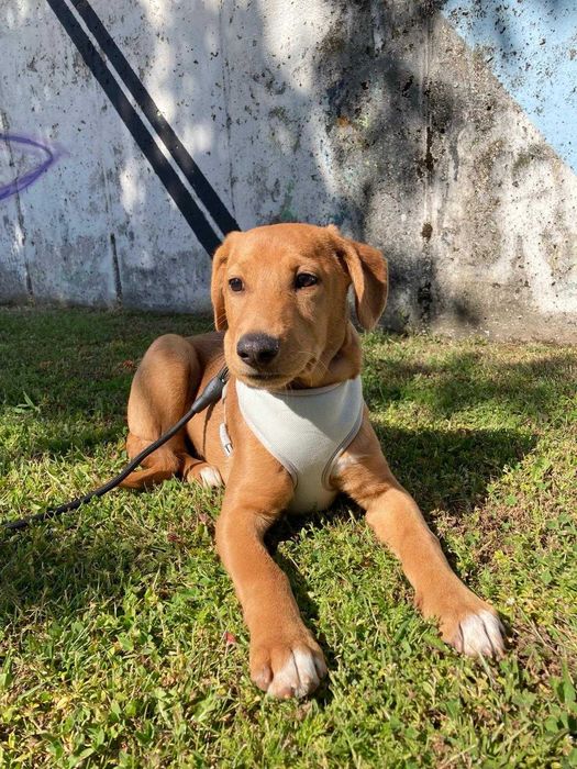 Pet Sitter / Dog Walker - Cuidadora de cães