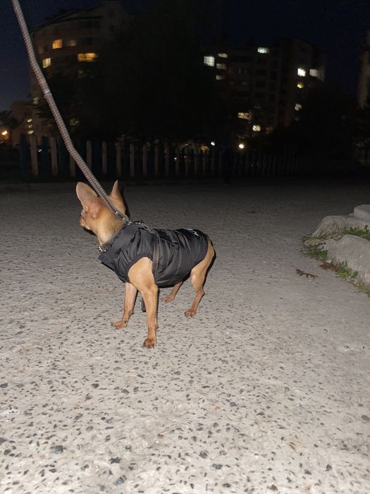 Хлопчик чіхуахуа шукає дівчинку