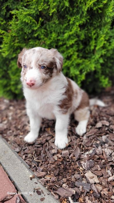 Border Collie piesek