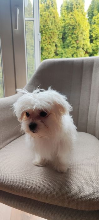 Śliczne maltańczyki