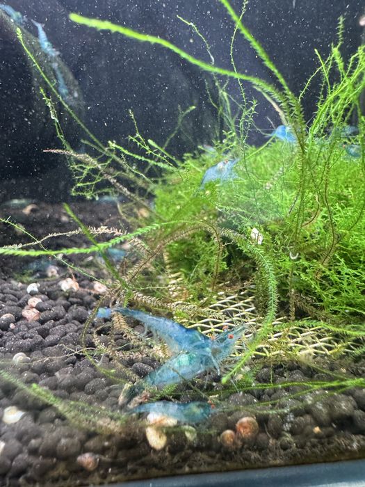 Neocaridina blue OE