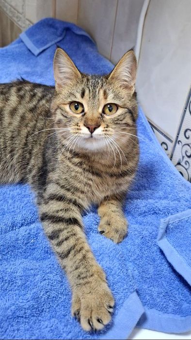 Полосатая котёнок девочка  табби ищет дом! Отдам в хорошие руки!