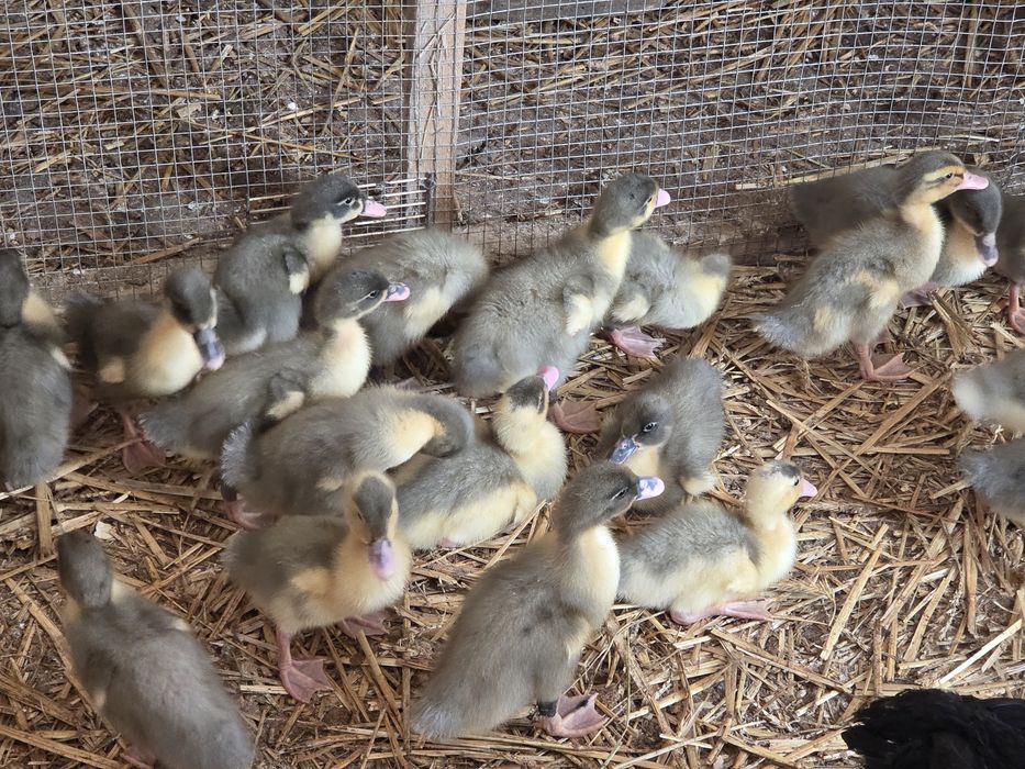 Kaczki pekin maximus niebieski