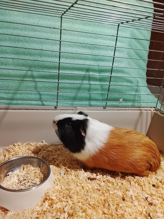 Świnki Morskie 2 Samce