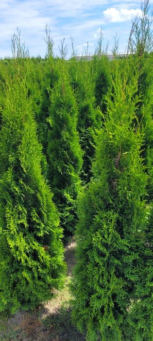 Tuja Smaragd 120 cm tuje 100 szmaragd 140 laurowisnia Kielce