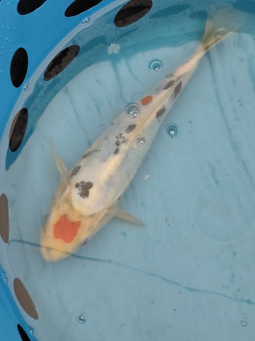 Carpas koi muito bonitas