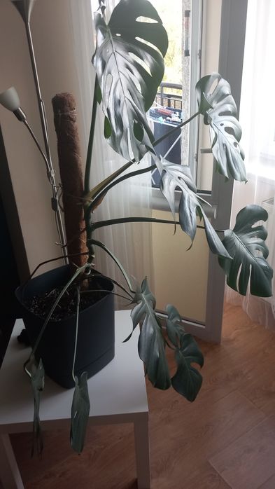 Monstera deliciosa