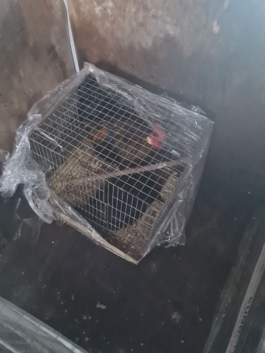 Vendo garnizas a pôr