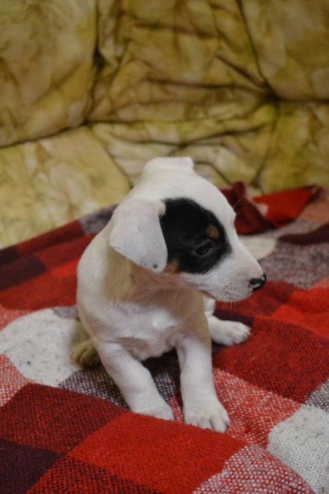 Останній хлопчик! Цуценя Джек рассел тер'єр