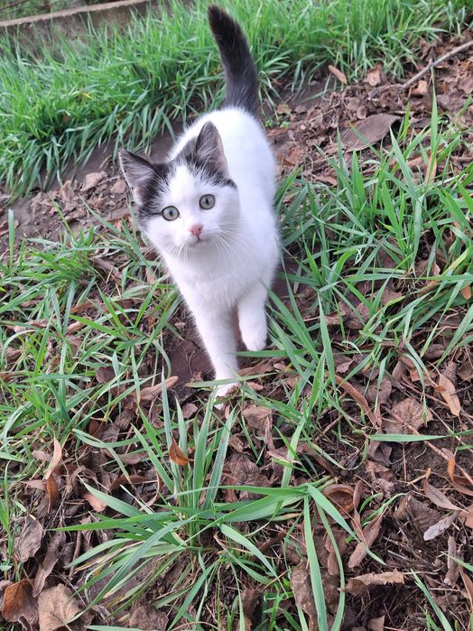 Кошечка, кошенята, котики Первомайск