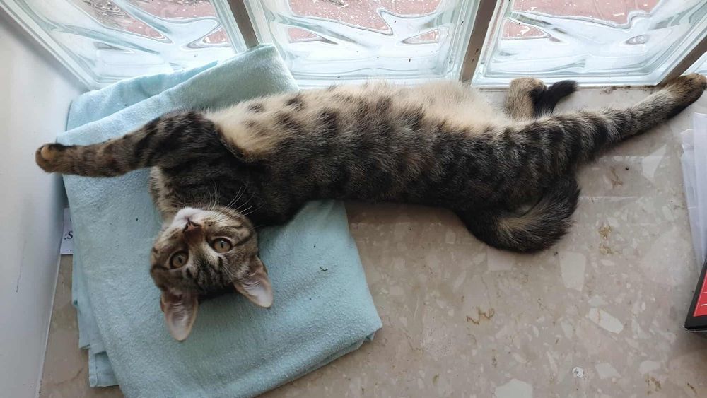 Piekna Szprotka szuka domku