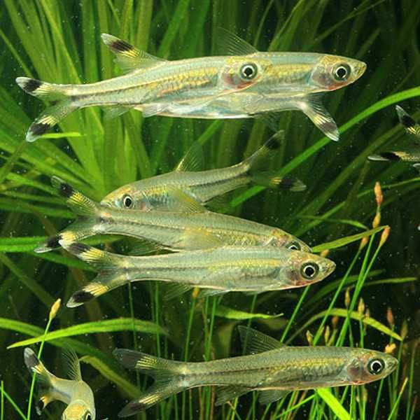 Cauda de tesoura \ rasbora trilineata XL