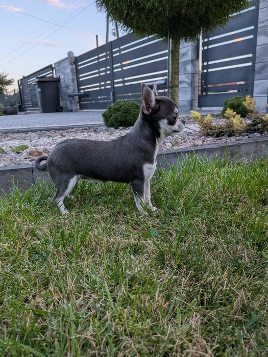 Suczka Chihuahua -XXS