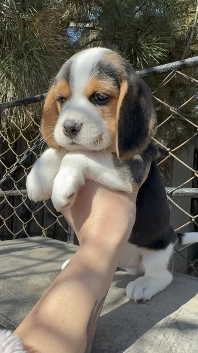 Бігль дівчинка та  хлопчики