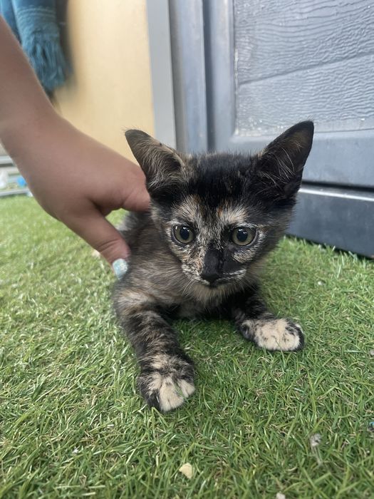 Adoção de gatinha 2 meses