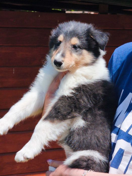 Owczarek Szkocki Collie długowłosy chłopczyk Gotowy do Odbioru