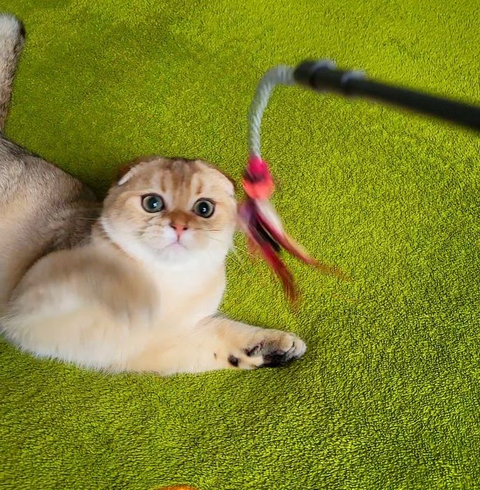 Золота шиншила,хлопчик.