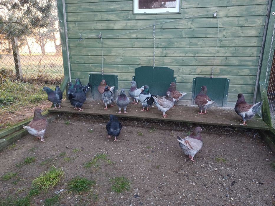 Kingi, gołąb, gołębie, młode 2024