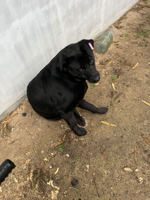 Девочка стерилизована метис лабрадора