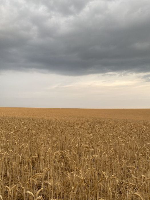 Пай у Вінницькій області