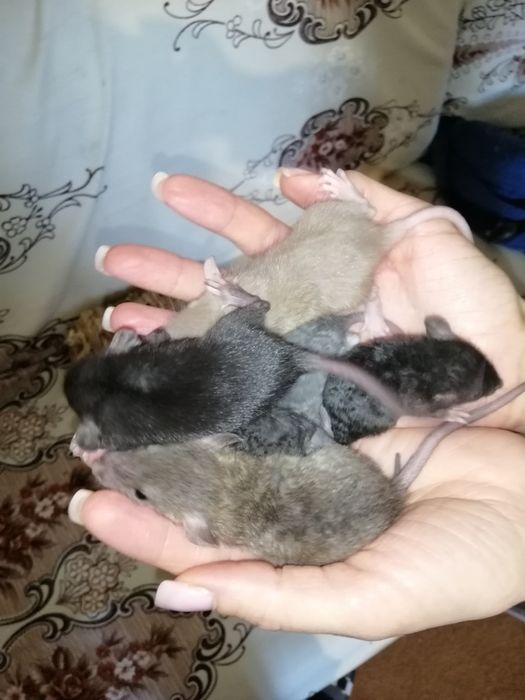 Крыса дамбо рекс, щурик,пацюч,крисята, декоративна криса