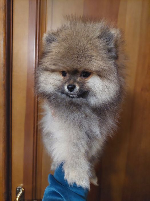 Подарок к 8 марта!Шикарные померанчики)