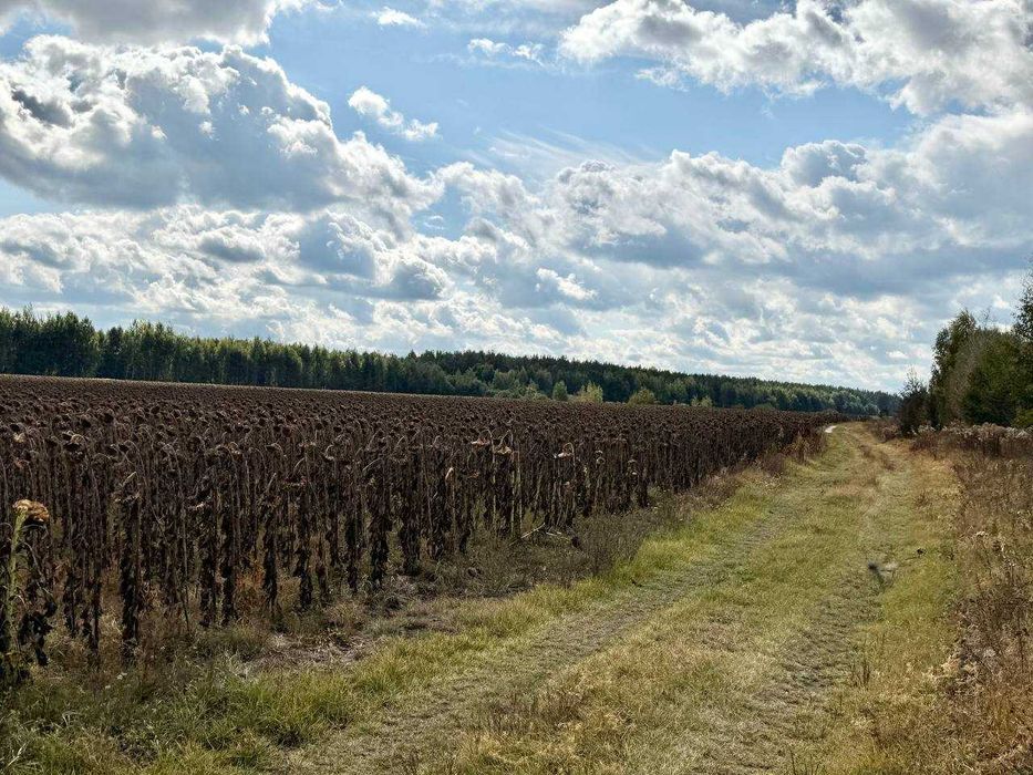ОСГ земля в Королівці! Родюча земля. 34Га з доїздом