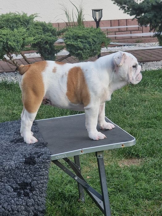 Buldog angielski  pies ZKwP  FCI