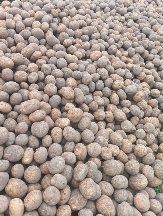 Ziemniaki skrobiowe 35-55mm