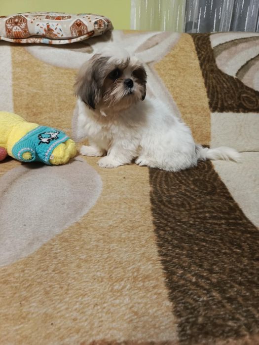 Shih tzu suczka